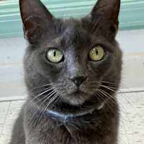 Thumbnail photo of Gobble #1