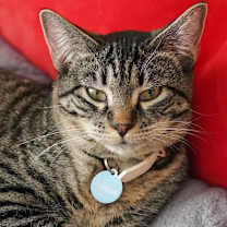 Thumbnail photo of Twix #2