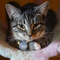 Thumbnail photo of Twix #3
