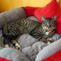 Thumbnail photo of Twix #4