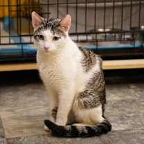 Thumbnail photo of April #4