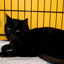 Thumbnail photo of Zion #3