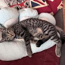 Thumbnail photo of Mighty Magnificent Milo #2
