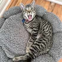 Thumbnail photo of Mighty Magnificent Milo #3