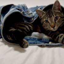 Thumbnail photo of Mighty Magnificent Milo #4