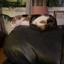 Thumbnail photo of Sansa #1