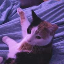 Thumbnail photo of Sansa #2