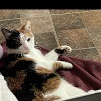 Thumbnail photo of Sansa #3