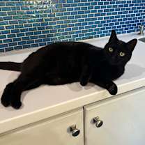 Thumbnail photo of Gertie #1