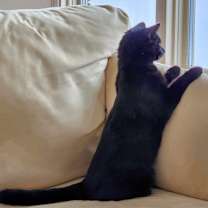 Thumbnail photo of Bindi #4