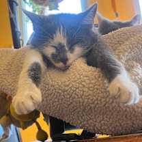 Thumbnail photo of Lulu #1