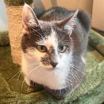 Thumbnail photo of Lulu #2