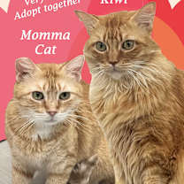 Thumbnail photo of MOMMA CAT (adopt w/Kiwi) #4