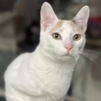 Thumbnail photo of SMIDGE #2