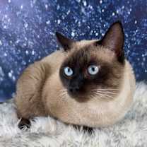 Thumbnail photo of Gravy(Wish) #1