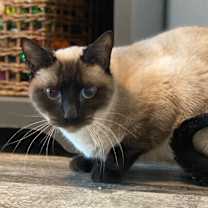 Thumbnail photo of Gravy(Wish) #2