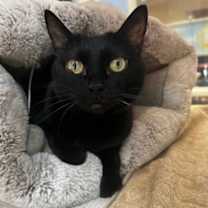 Thumbnail photo of Pochita #1