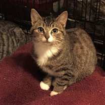 Thumbnail photo of Mittens 2 #4