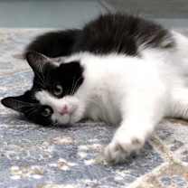 Thumbnail photo of Sooner #1