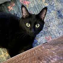 Thumbnail photo of SAM - Offered by Owner - Loves his People! #3