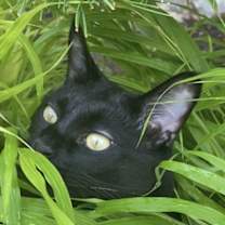 Thumbnail photo of SAM - Offered by Owner - Loves his People! #4