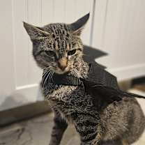 Thumbnail photo of Betty Boop #4