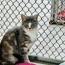 Thumbnail photo of Marinara (Working Cat) #4