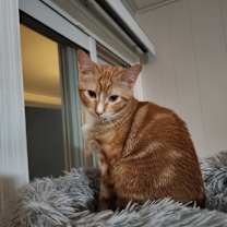 Thumbnail photo of Poblano #1