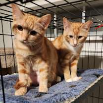 Thumbnail photo of Poblano #2