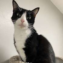 Thumbnail photo of Viking #2