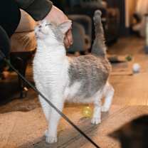 Thumbnail photo of Rocky #2