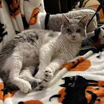 Thumbnail photo of Rocky #3