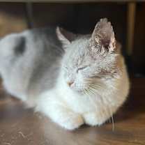 Thumbnail photo of Rocky #4