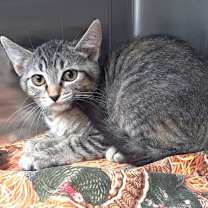 Thumbnail photo of 656078 Sweetpea #2