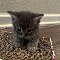 Thumbnail photo of Tony #1