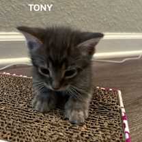 Thumbnail photo of Tony #2