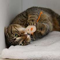 Thumbnail photo of Sam #2