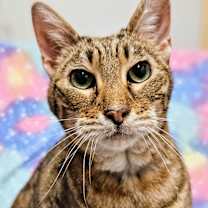 Thumbnail photo of Waffles #1