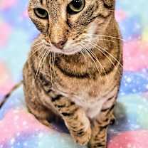 Thumbnail photo of Waffles #2