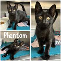 Thumbnail photo of Phantom #2