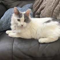 Thumbnail photo of Spicy #2