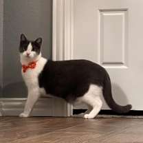 Thumbnail photo of Robin #2