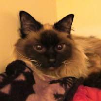 Thumbnail photo of Pearl #1