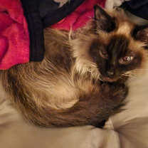 Thumbnail photo of Pearl #3