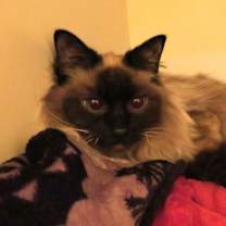 Thumbnail photo of Pearl #4