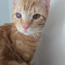 Thumbnail photo of Sebastian & Flounder #4