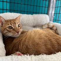 Thumbnail photo of Nemo 2 #1