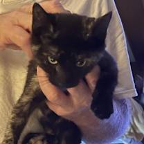 Thumbnail photo of Nova #2