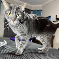 Thumbnail photo of Shadow #1