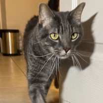 Thumbnail photo of Shadow #2